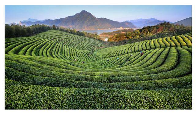 中国最出名的十大茶叶