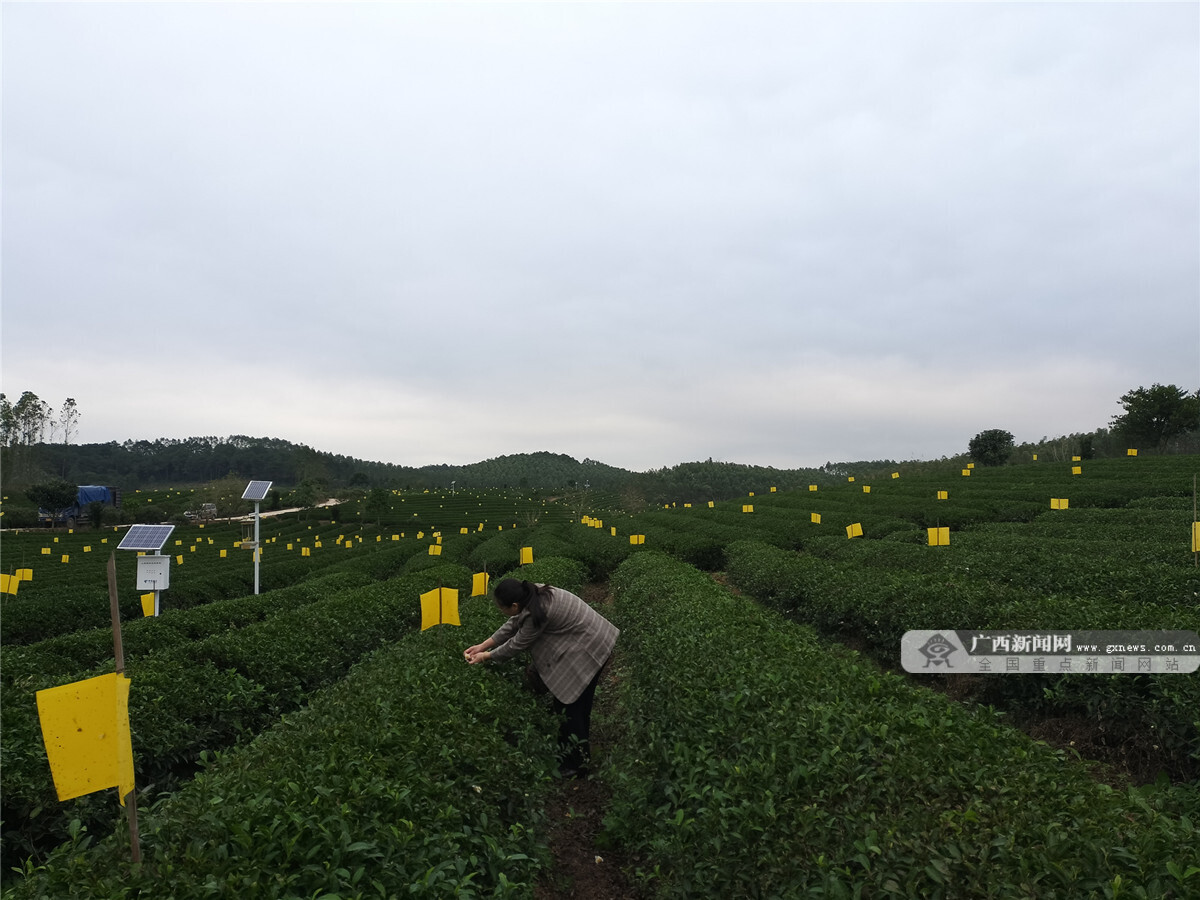 E星体育官网中国好绿茶黔茶上榜品牌位居全国第一